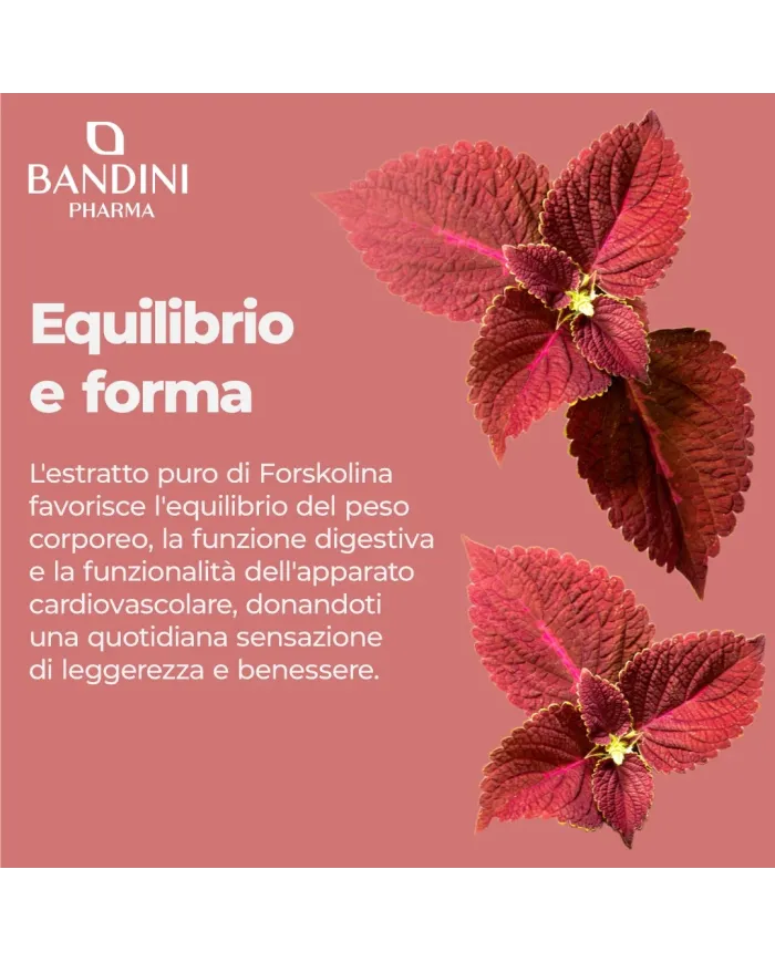 Forskolin ketogenic supplement | Body weight control