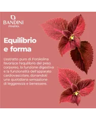 Forskolin ketogenic supplement | Body weight control