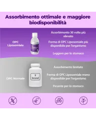 Liposomal OPC - Antioxydant grape seed extract