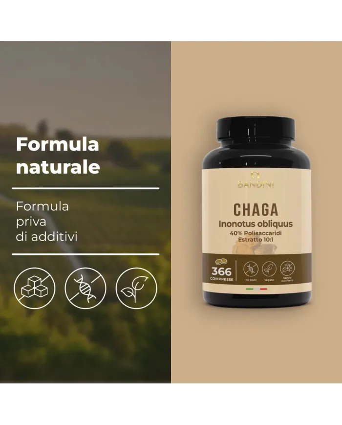 Chaga Fungo Inonotus Obliquus 366 compresse - Micoterapia